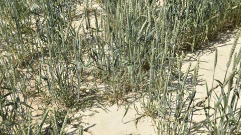 Les sols s’assèchent dans le nord-est de la France Les sols s’assèchent dans le nord-est de la France
