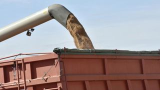 Les céréales et les oléagineux français glanent quelques euros Les céréales et les oléagineux français glanent quelques euros