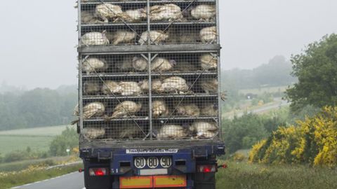 Biosécurité renforcée pour le transport des porcs et des volailles