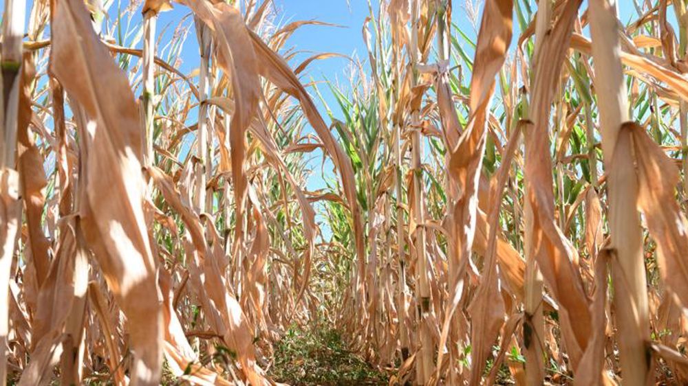 Le maïs accuse le coup