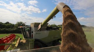 La France perd 10 millions de tonnes de blé tendre La France perd 10 millions de tonnes de blé tendre