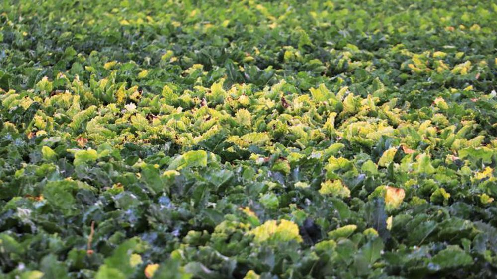 La dérogation ne concernera que les betteraves