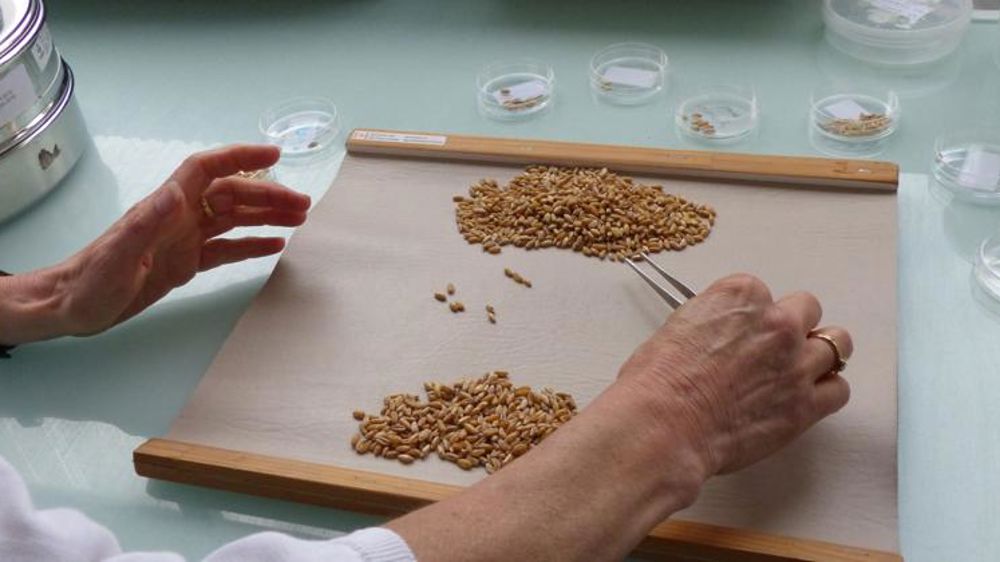 Des blés tendres français de bonne qualité