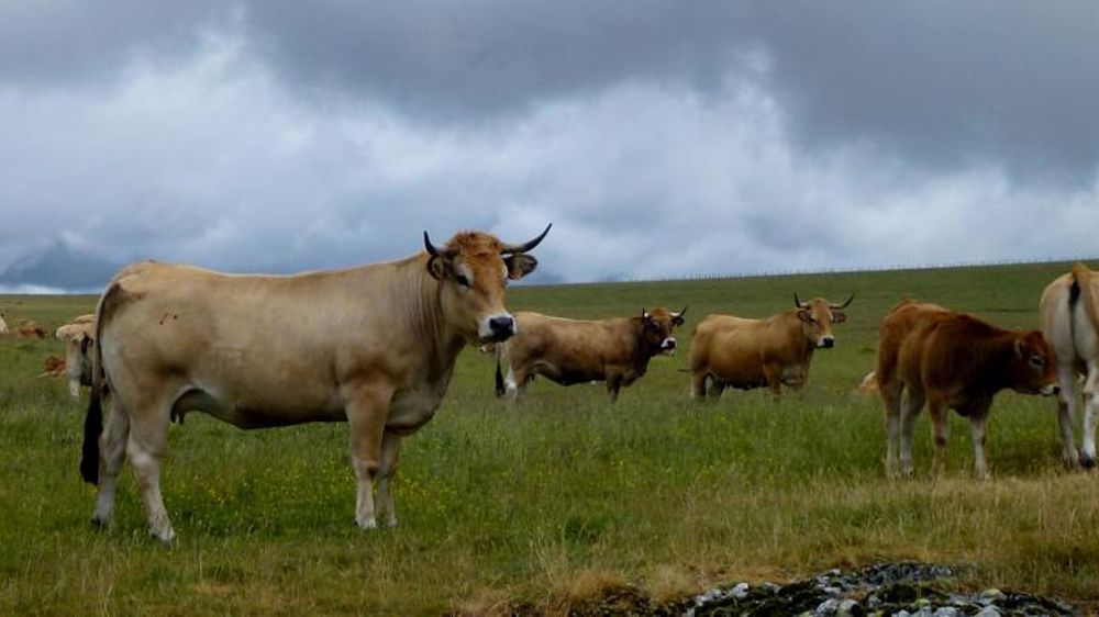 Stopper la « crise du prix payé aux éleveurs »