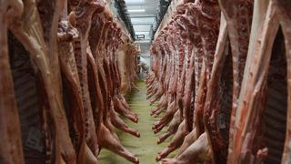 Moins de porcs, mais des carcasses plus lourdes Moins de porcs, mais des carcasses plus lourdes