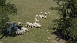 Deux génisses mutilées en Bretagne Deux génisses mutilées en Bretagne