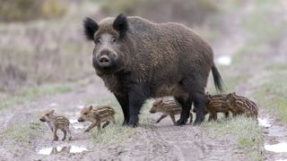 Un cas de peste porcine africaine en Allemagne Un cas de peste porcine africaine en Allemagne