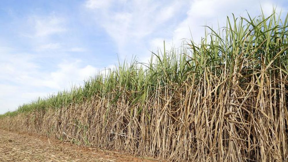 Le Brésil exempte l’éthanol américain de taxes pour 3 mois