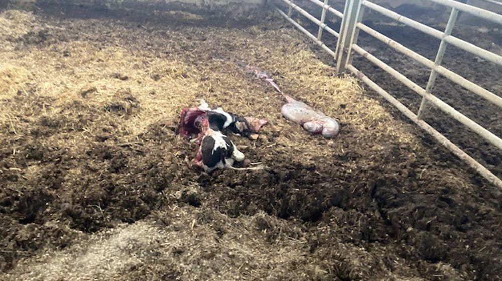 Un veau dépecé par un loup dans la stabulation