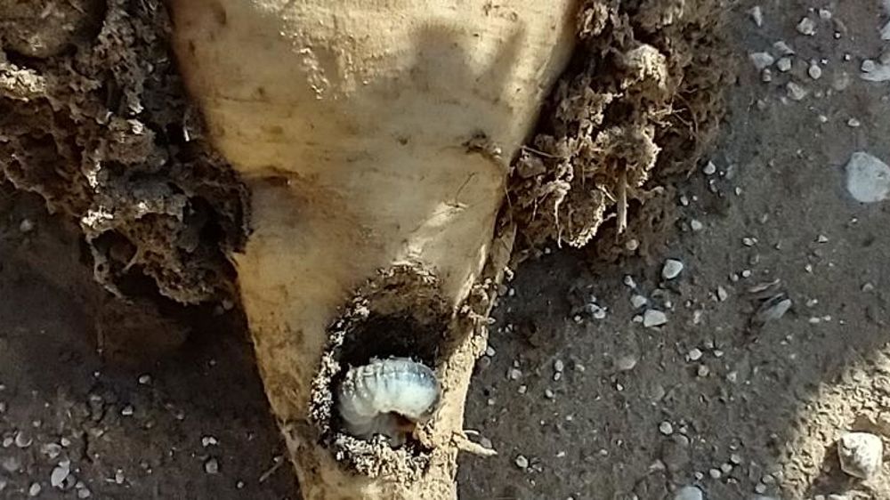 Le hanneton s’attaque aussi aux betteraves