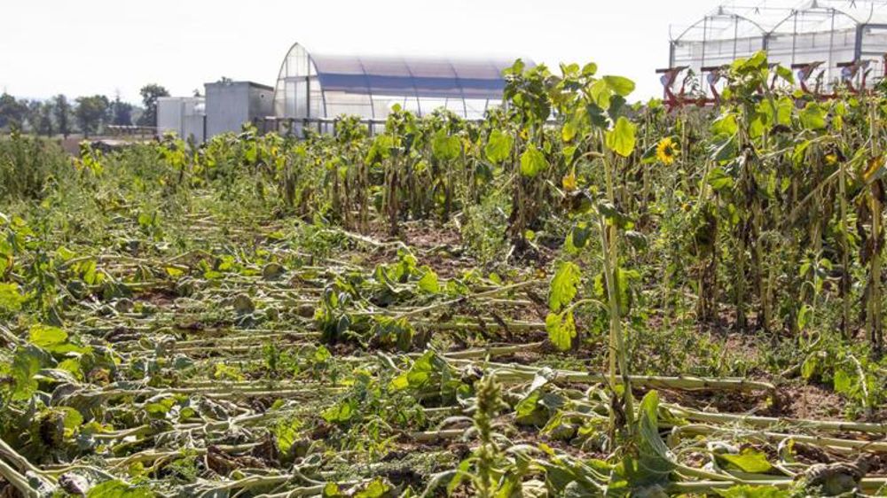 Marre des faucheurs appelle à « sortir de l’impunité »