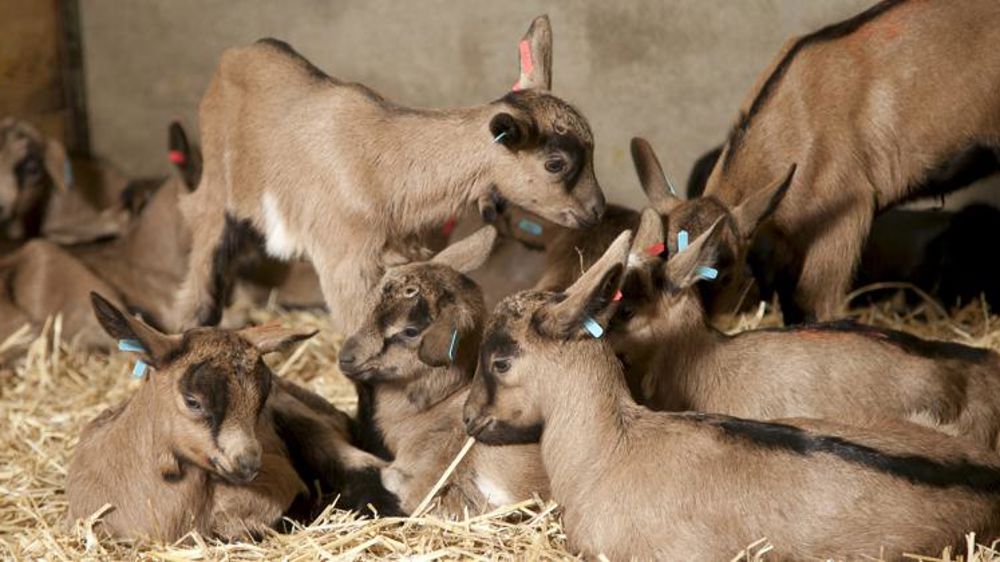 Le ramassage des chevreaux sera assuré