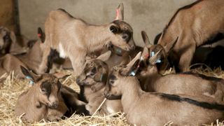 Le ramassage des chevreaux sera assuré Le ramassage des chevreaux sera assuré