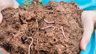 Soil Capital rémunère 27,5 € la tonne de carbone stockée Soil Capital rémunère 27,5 € la tonne de carbone stockée