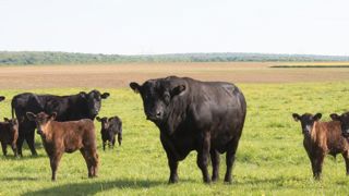 Les défaillances du bœuf canadien crispent les esprits Les défaillances du bœuf canadien crispent les esprits
