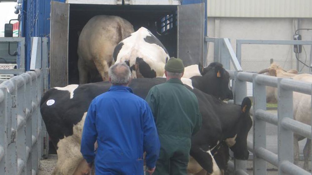 Davantage de vaches laitières à l’abattoir 