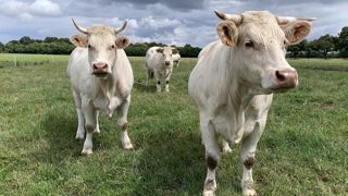 L’élevage épargné par de nouvelles mesures sur le bien-être animal L’élevage épargné par de nouvelles mesures sur le bien-être animal