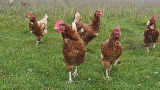 La grippe aviaire risque de faire son retour cet hiver La grippe aviaire risque de faire son retour cet hiver