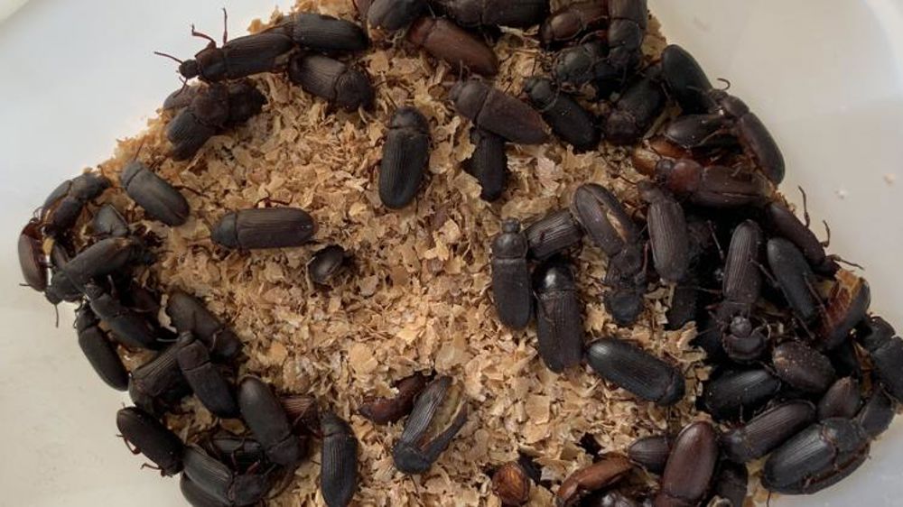 La start-up Ÿnsect réaffirme sa position dominante