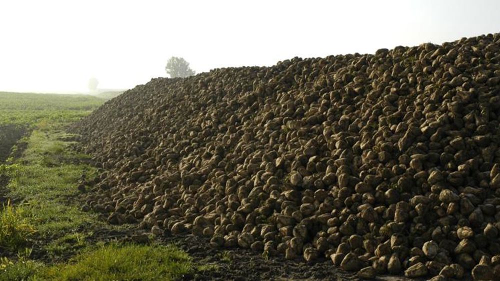 Une rémunération au minimum de 24,50 €/t chez Tereos