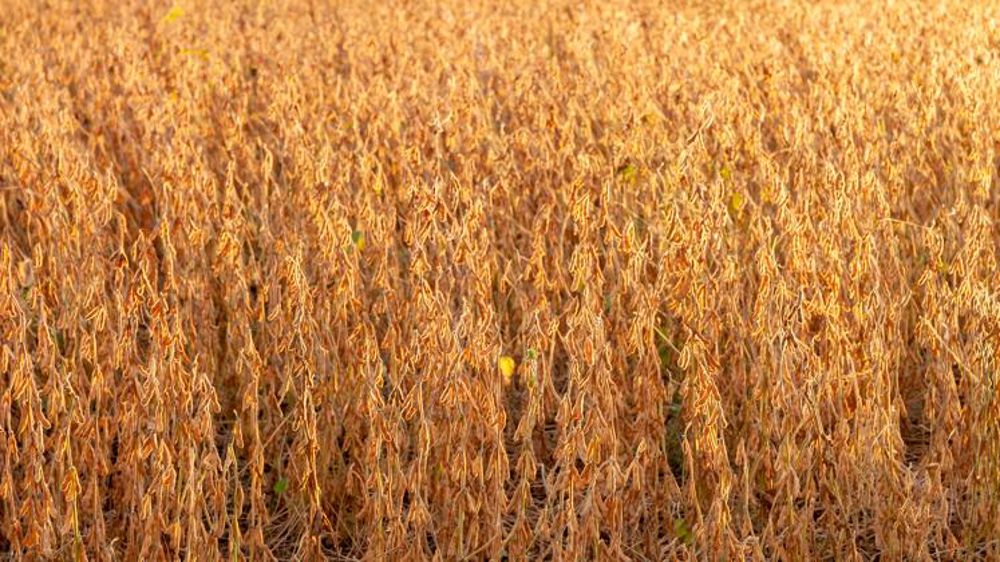 Les États-Unis confirment la reprise de leurs exportations de soja