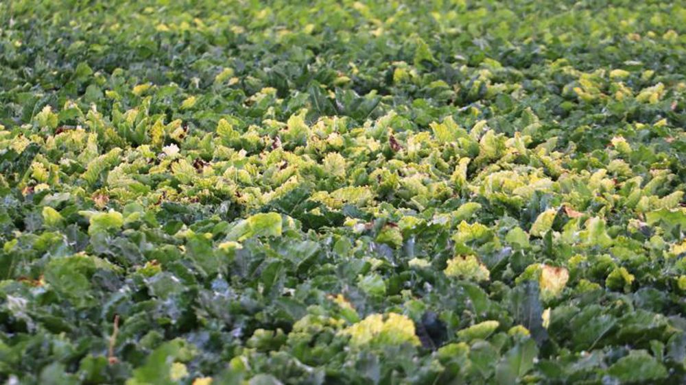 Une entrée en vigueur de la dérogation le 15 décembre au plus tard ?