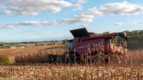 Des rendements de maïs grain décevants Des rendements de maïs grain décevants