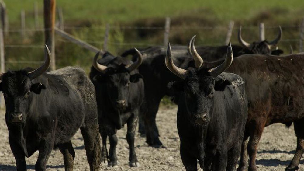 Le cahier des charges AOP « Taureau de Camargue » est assoupli