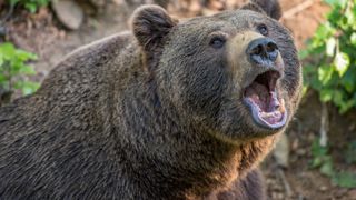 Pas d’effarouchement pour l’ours Goiat Pas d’effarouchement pour l’ours Goiat