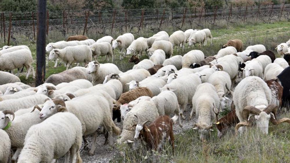 Un comité d’experts pour lutter contre la fièvre Q