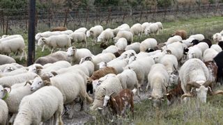 Un comité d’experts pour lutter contre la fièvre Q Un comité d’experts pour lutter contre la fièvre Q