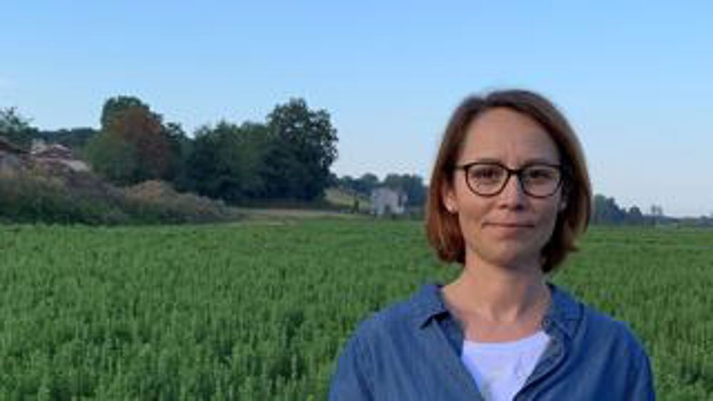 La stévia, le nouvel or sucré ? (vidéo)