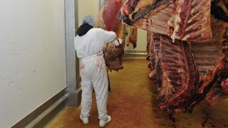 40 risques pour le bien-être des bovins décelés dans les abattoirs 40 risques pour le bien-être des bovins décelés dans les abattoirs