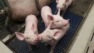 « Non à la castration sous anesthésie, oui au mâle entier » « Non à la castration sous anesthésie, oui au mâle entier »