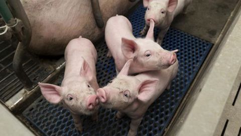 « Non à la castration sous anesthésie, oui au mâle entier » « Non à la castration sous anesthésie, oui au mâle entier »