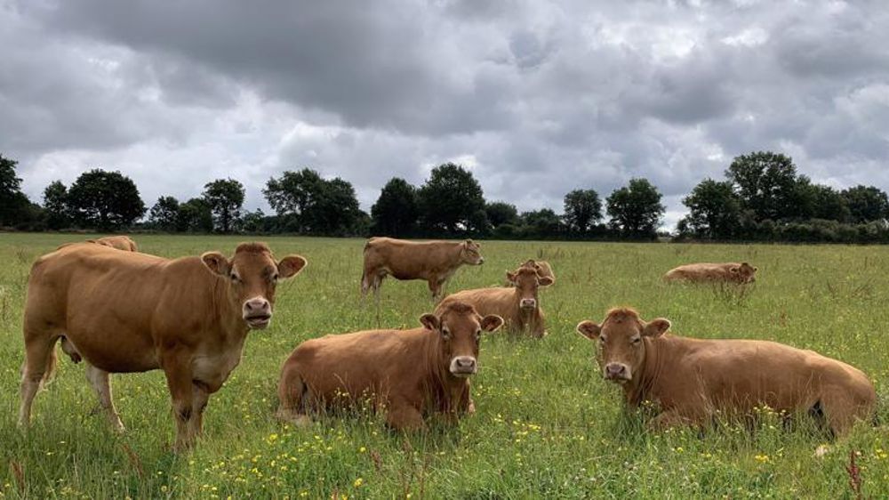 Ces veaux mâles qui sortent du circuit bio