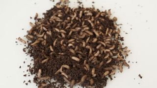 InnovaFeed démarre sa deuxième usine en France InnovaFeed démarre sa deuxième usine en France