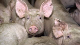 La filière porcine « s’enfonce dans la crise » La filière porcine « s’enfonce dans la crise »