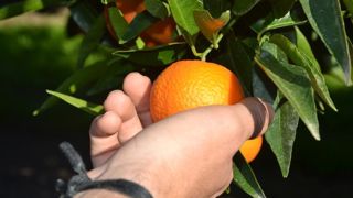 La clémentine de Corse dit merci aux saisonniers marocains La clémentine de Corse dit merci aux saisonniers marocains