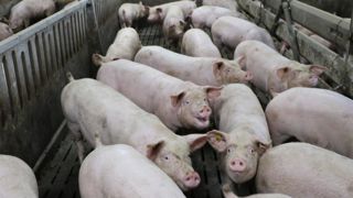 Le prix du porc « ne couvre plus le coût de revient des éleveurs » Le prix du porc « ne couvre plus le coût de revient des éleveurs »