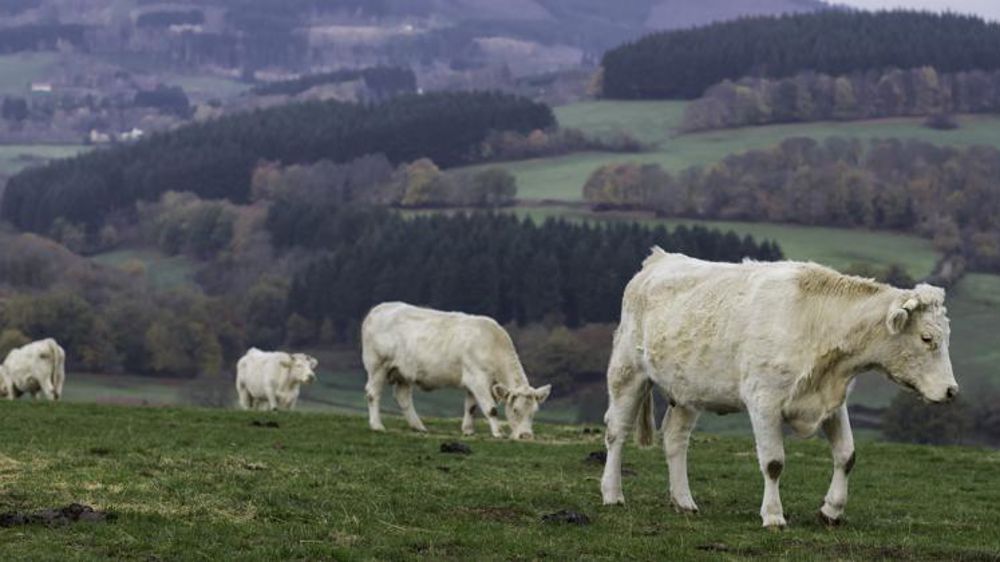 Les abattages de vaches sont restés stables en octobre