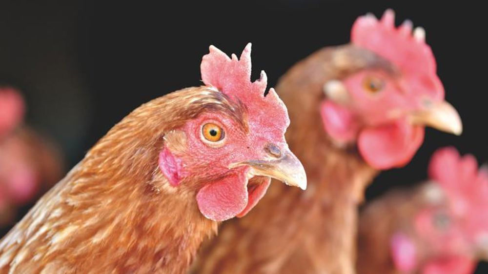 Le Canada indemnise ses producteurs d’œufs et de volailles
