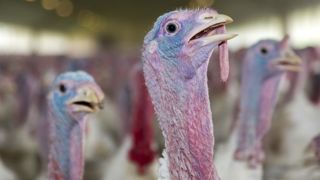 Dix mille dindes abattues à cause de la grippe aviaire Dix mille dindes abattues à cause de la grippe aviaire