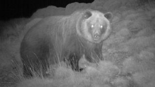 Un ours des Pyrénées tué en Espagne pendant une battue au sanglier Un ours des Pyrénées tué en Espagne pendant une battue au sanglier