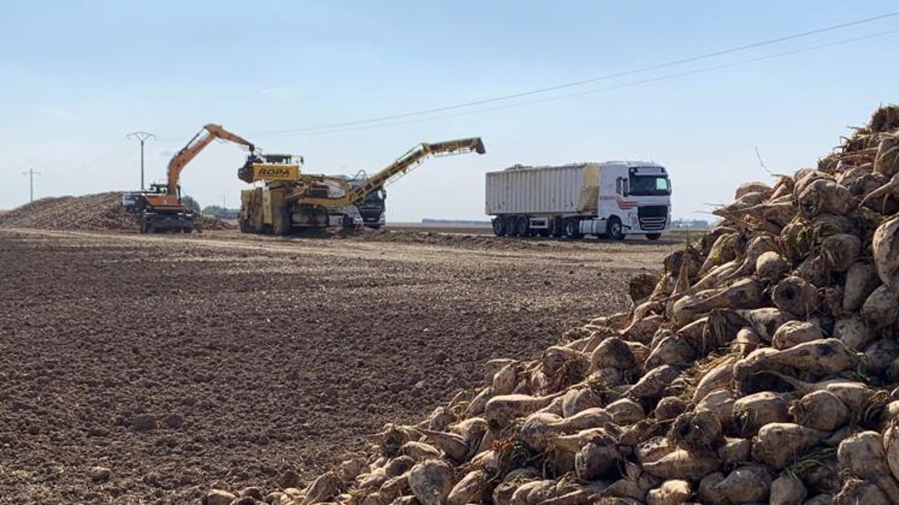 Une récolte de betteraves « historiquement basse »