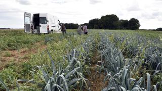 300 Marocains viennent en aide aux maraîchers et aux horticulteurs 300 Marocains viennent en aide aux maraîchers et aux horticulteurs