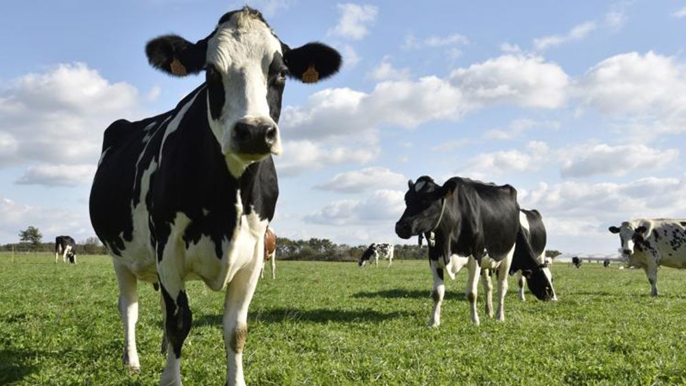 En 2021, Bel paiera de nouveau ses éleveurs 350 €/1 000 l 