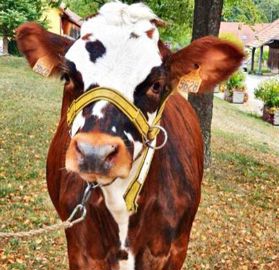 « Elle est très gentille, elle a un an et Lisa m’a dit qu’elle la dressait comme un cheval », explique Rachel Depesme. © Maison d’accueil du Père Faller