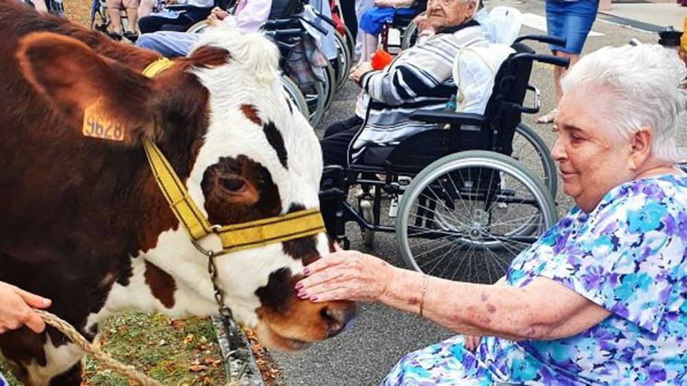 Panthère, la vache mascotte d’anciens éleveurs en Ehpad