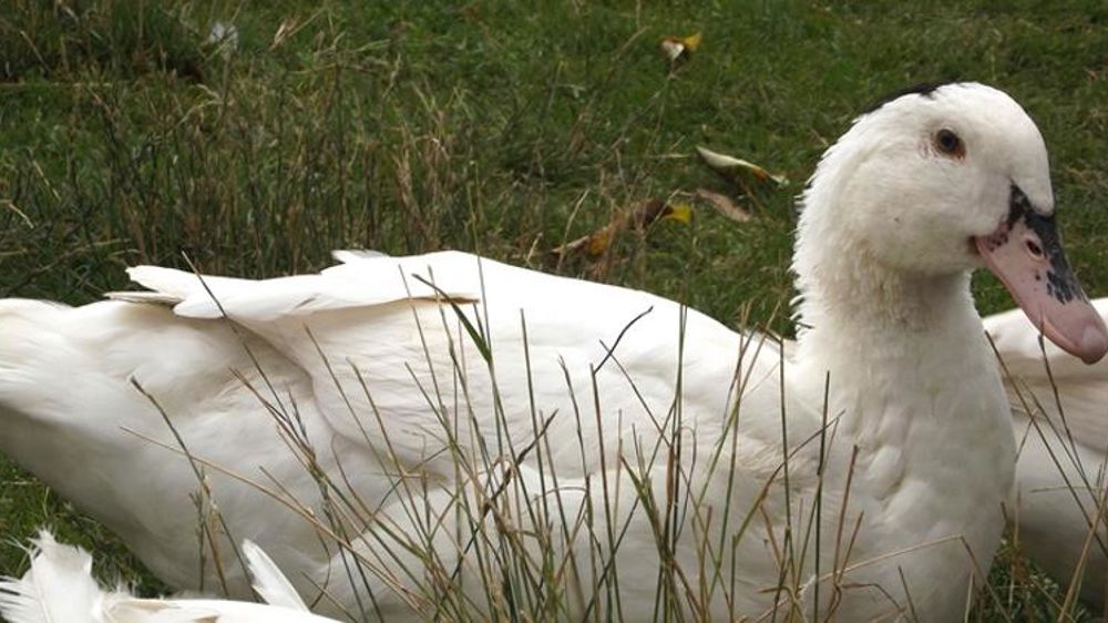 Suspicion de grippe aviaire dans un élevage de canards